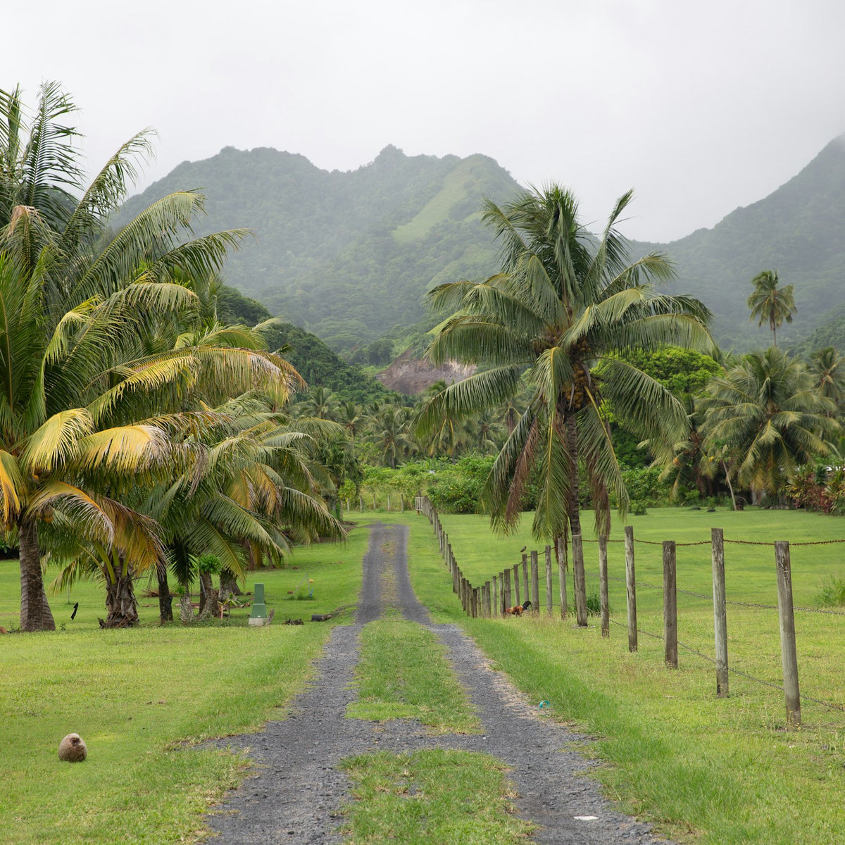pkislandroad A dirt road running between coconut palms on a Pacific island