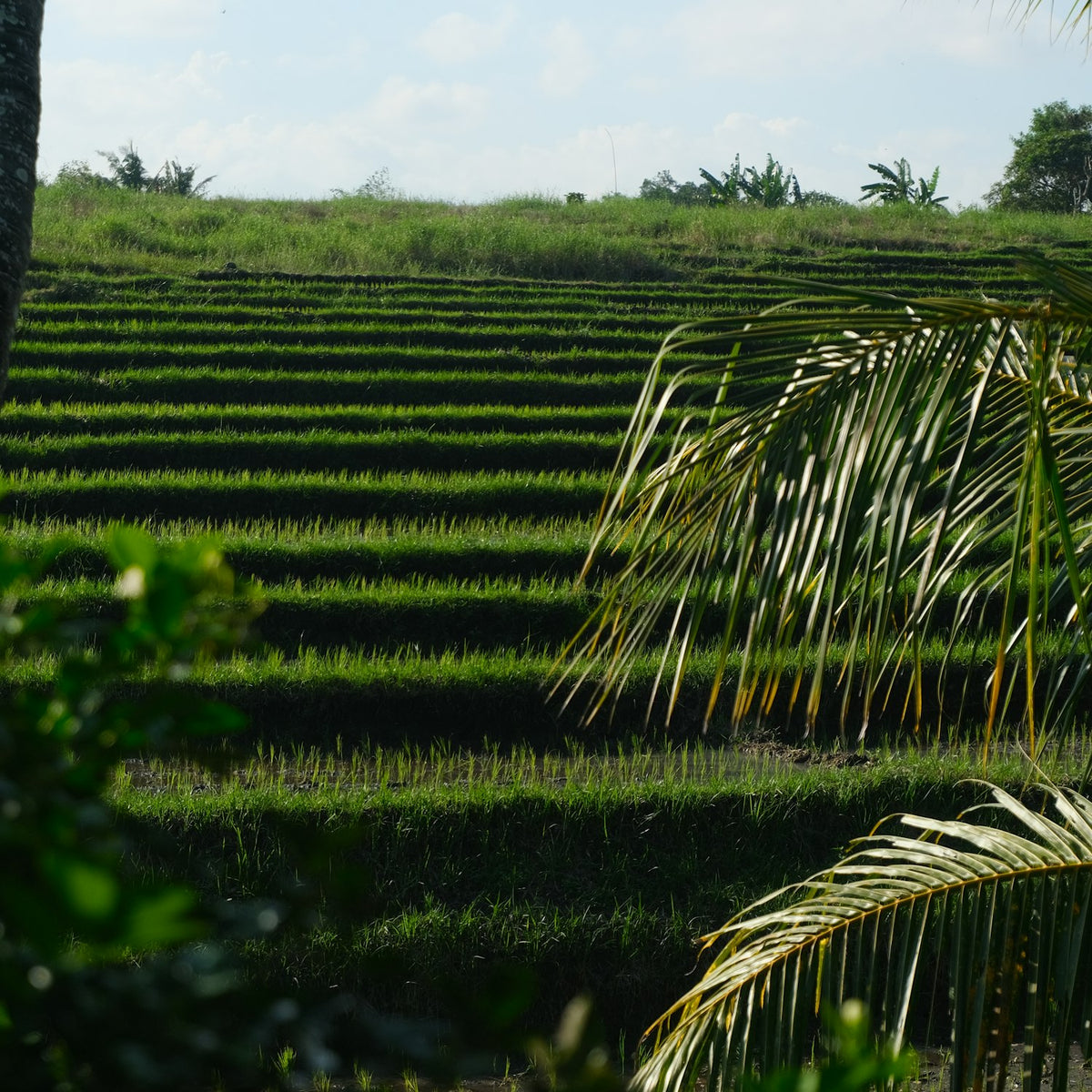 pkfarmrows Terraced green planting rows edged with palm fronds